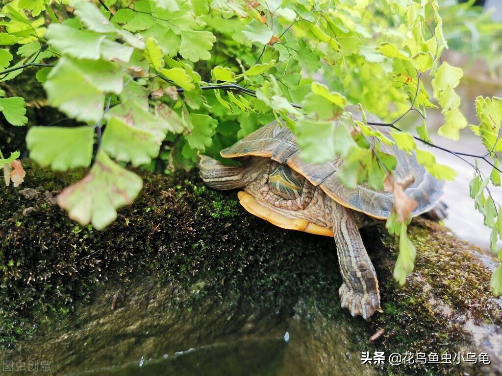 小龟如何补硒(龟运输后开箱静养步骤)-硒宝网