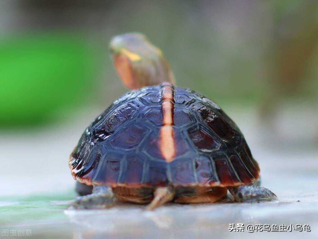 小龟如何补硒(龟运输后开箱静养步骤)-硒宝网