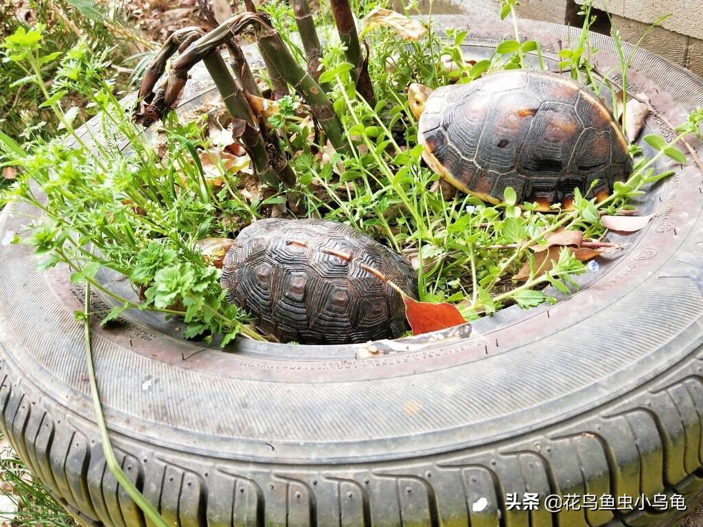 小龟如何补硒(龟运输后开箱静养步骤)-硒宝网