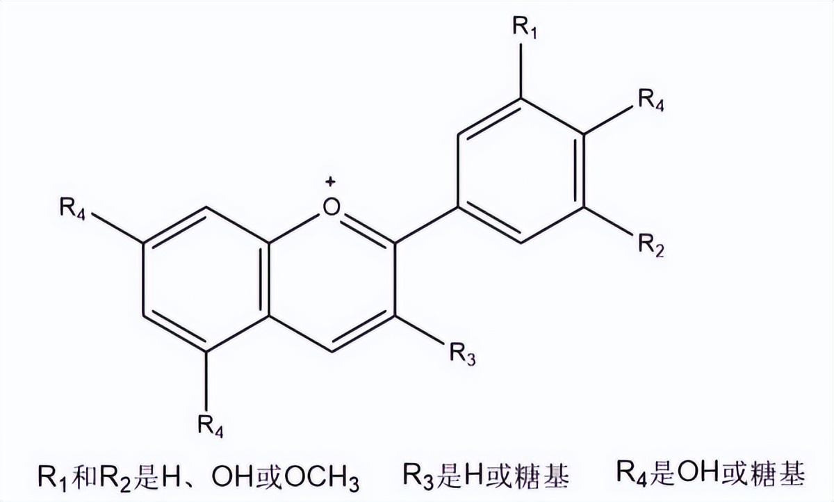 甜菜根补硒嘛（西兰花甲状腺保?。?硒宝网