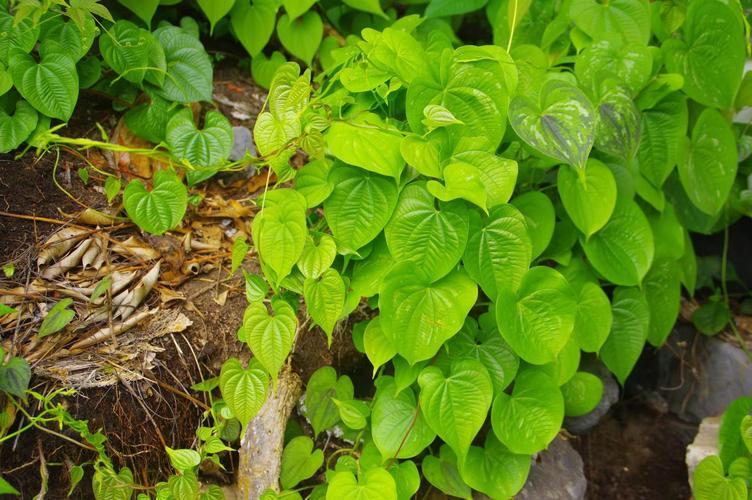 甜菜根补硒嘛（西兰花甲状腺保?。?硒宝网