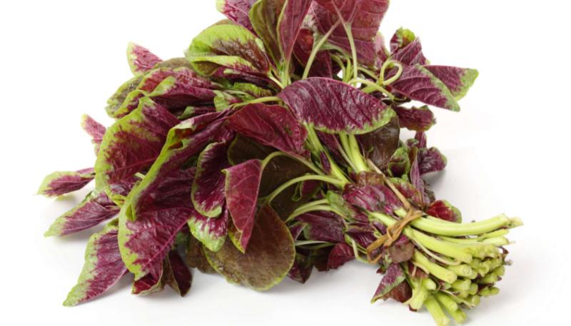 玉米能补硒吗(紫甘蓝甲状腺)-硒宝网