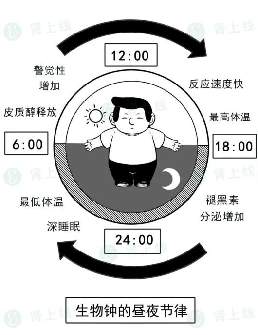 肾衰能补硒吗（睡好觉的重要性）-硒宝网