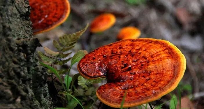 灵芝能补硒吗(灵芝药用价值)-硒宝网