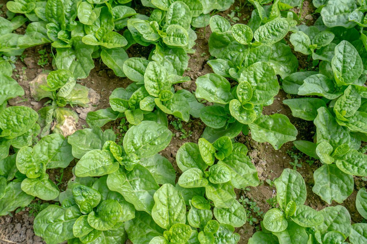 补硒过多伤肝(木耳菜硒含量高)-硒宝网
