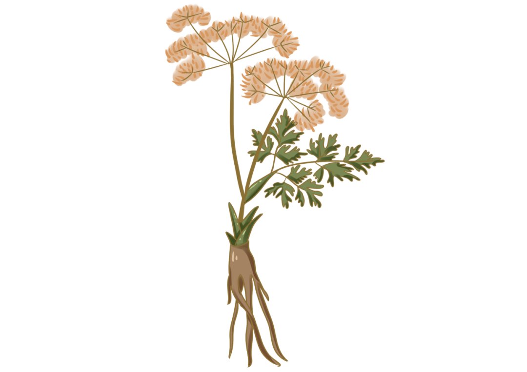 当归能补硒吗（当归的历史典故）-硒宝网