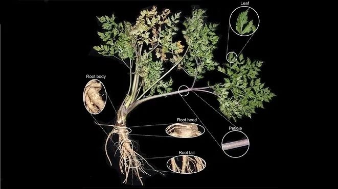 当归能补硒吗（当归的历史典故）-硒宝网
