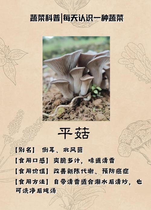 平菇如何补硒(平菇香菇杏鲍菇食谱)-硒宝网