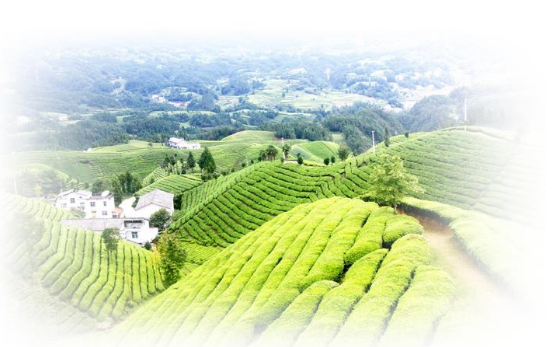 恩施富硒奖补(恩施富硒油菜薹)-硒宝网