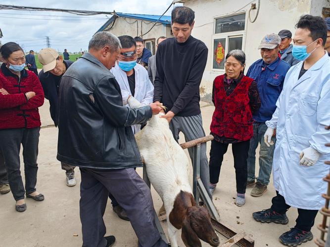 给羊怎么补硒(肉羊高效繁殖技术)-硒宝网