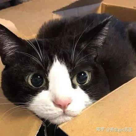 肾虚能补硒吗(黑色食物补肾)-硒宝网