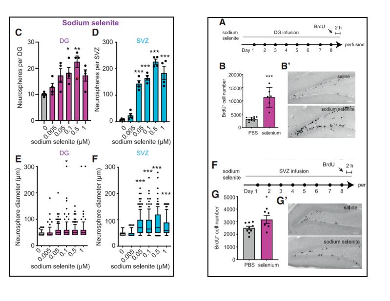小脑萎缩补硒（硒元素与神经前体细胞增殖）-硒宝网