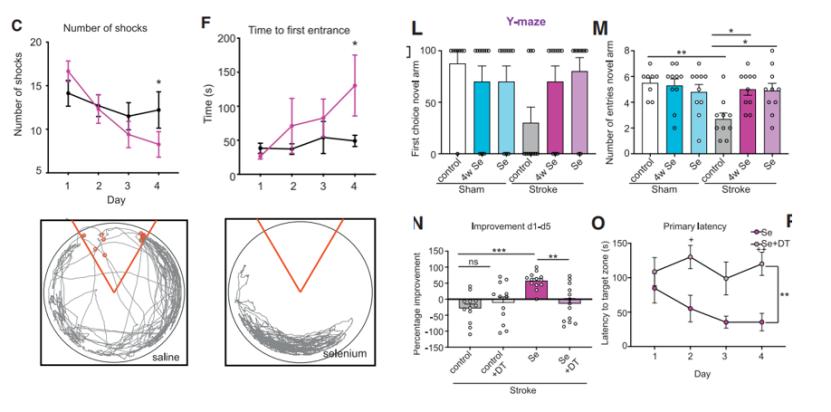 小脑萎缩补硒（硒元素与神经前体细胞增殖）-硒宝网