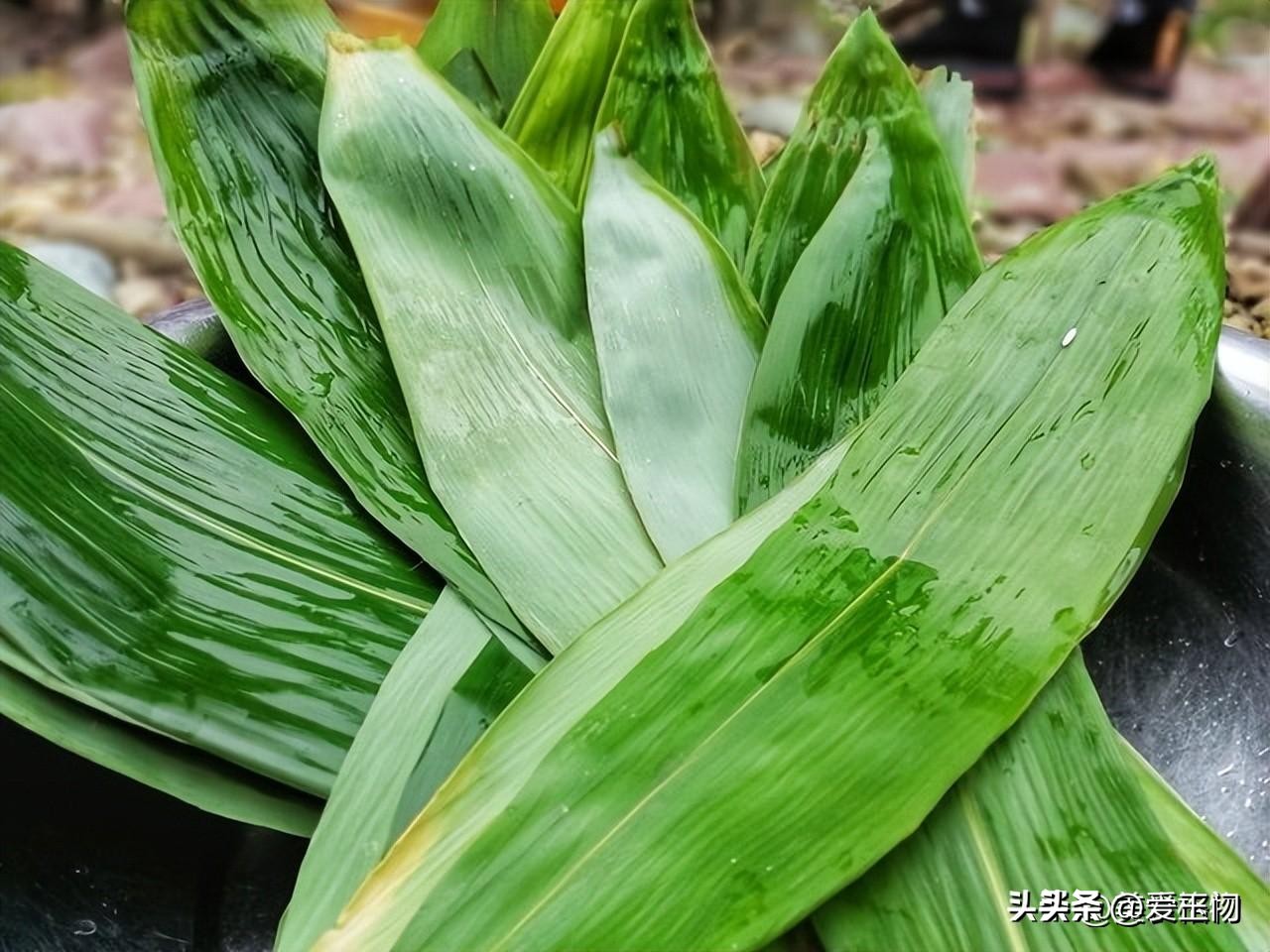 狗需要补硒吗(富含硒的食物推荐)-硒宝网
