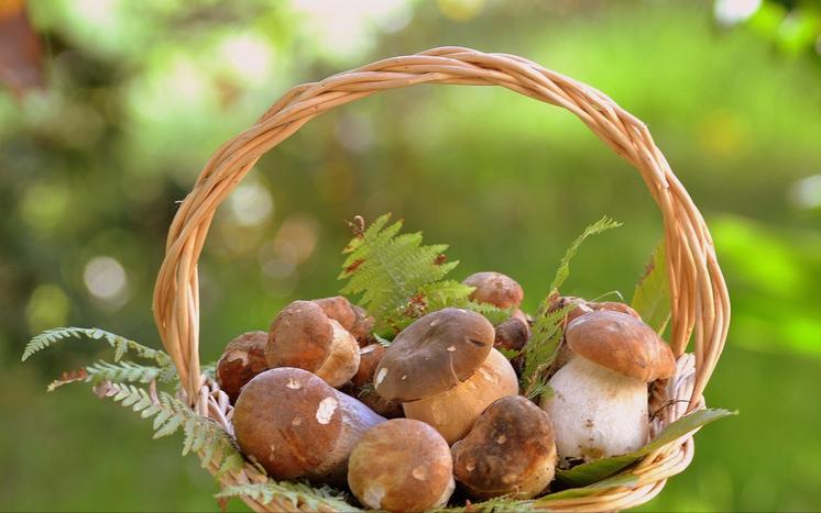 护肝如何补硒(硒含量高的食物)-硒宝网