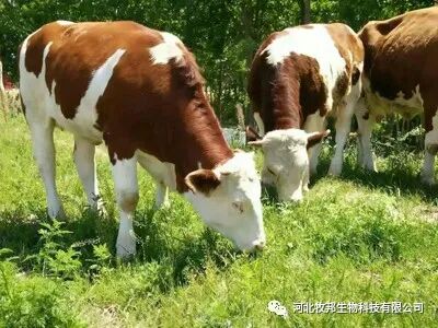 牛补硒的用量（?？笪镏嗜狈χ⒆醇霸し溃?硒宝网