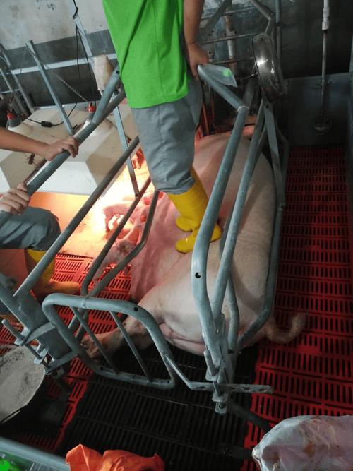 小猪仔补硒吐（母猪产房管理）-硒宝网