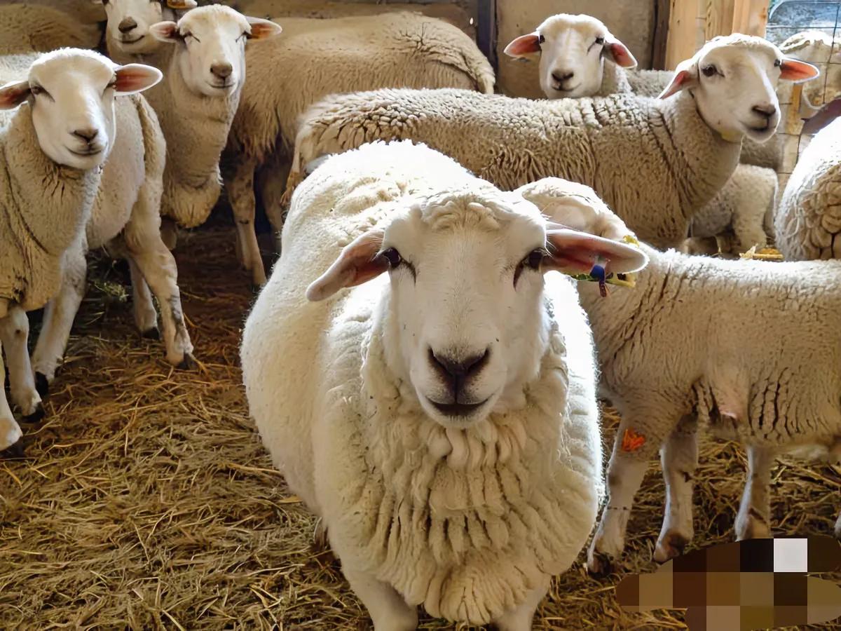 羊缺硒如何补(羊群健康增重方法)-硒宝网