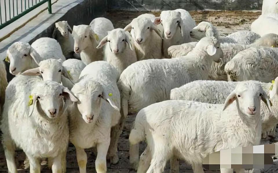 羊缺硒如何补(羊群健康增重方法)-硒宝网