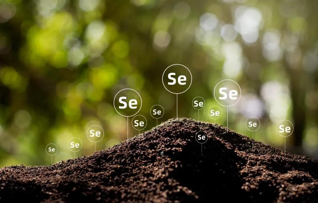 肺癌可补硒吗(天然硒库巴西坚果)-硒宝网