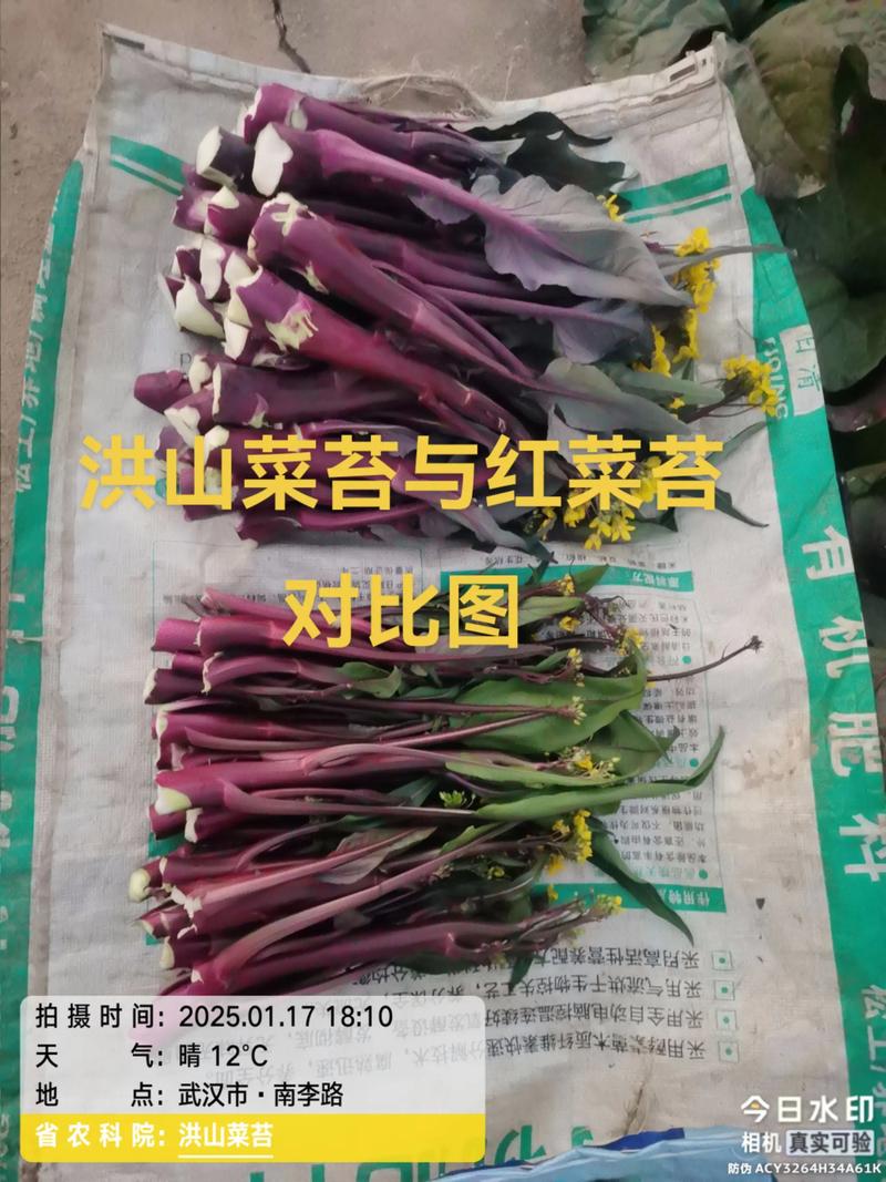 紫菜能补硒吗(红菜薹与洪山菜薹的区别)-硒宝网