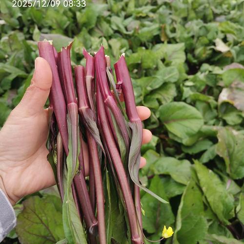 紫菜能补硒吗(红菜薹与洪山菜薹的区别)-硒宝网